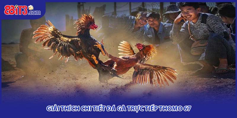 Giải thích chi tiết đá gà trực tiếp Thomo 67