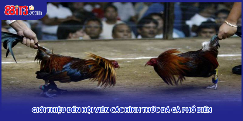 Giới thiệu đến hội viên các hình thức đá gà phổ biến