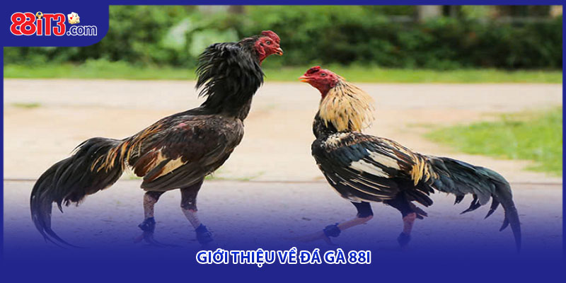 Giới thiệu về đá gà 88i