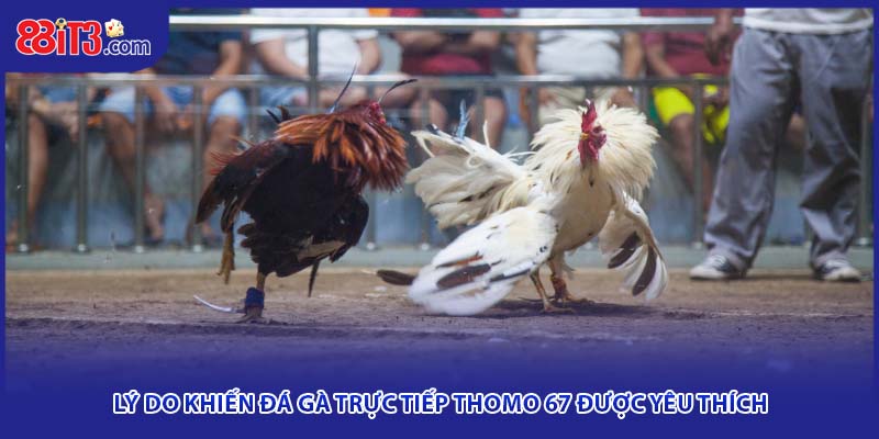 Lý do khiến đá gà trực tiếp Thomo 67 được yêu thích