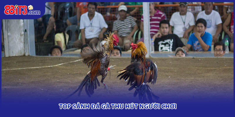 Top sảnh đá gà thu hút người chơi